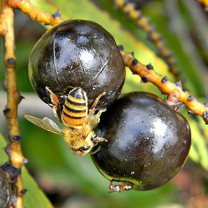 Saw Palmetto - foto real